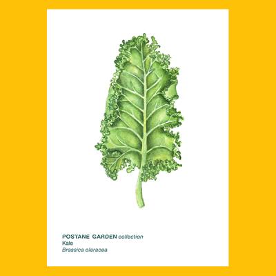 Mini Bitki Posteri - Kale