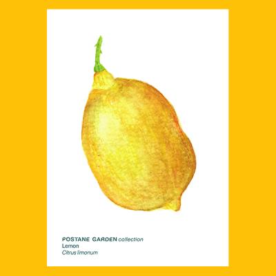 Mini Bitki Posteri - Limon